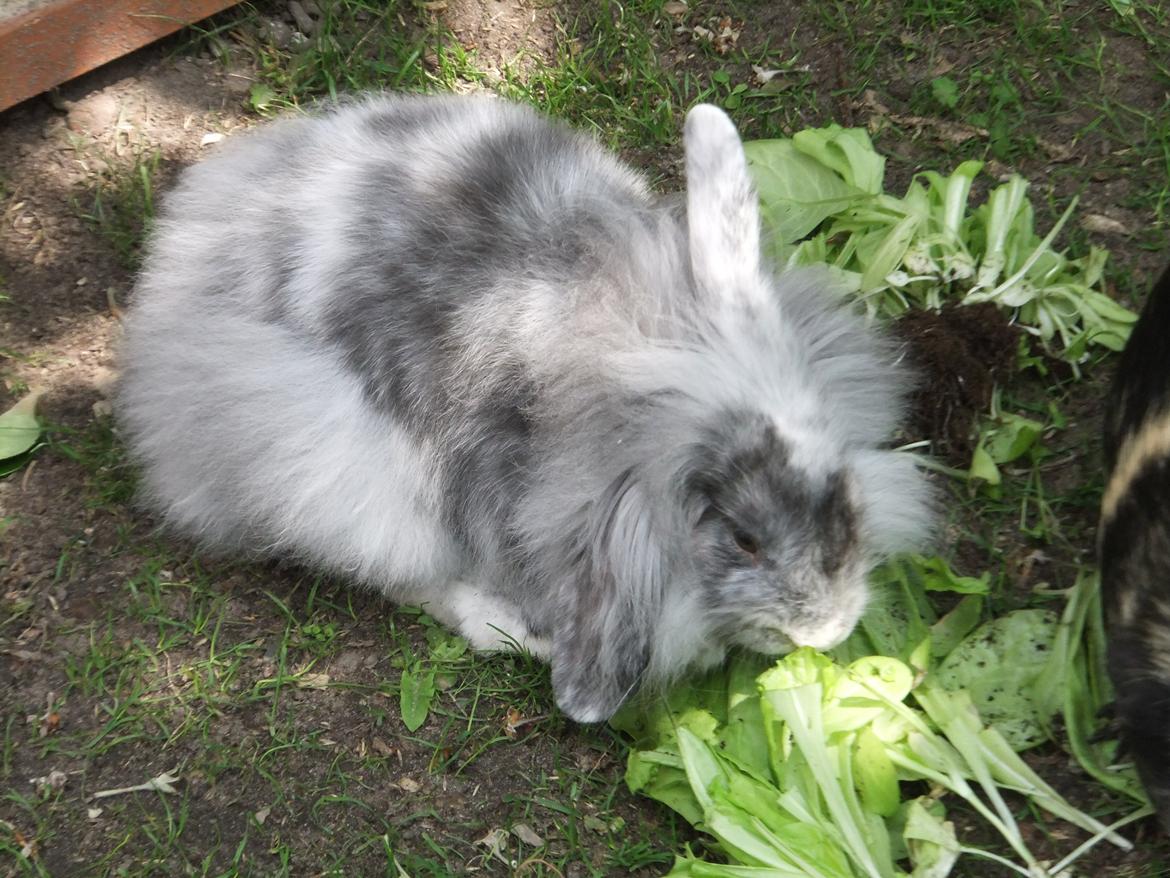 Kanin Stefan <3 billede 1