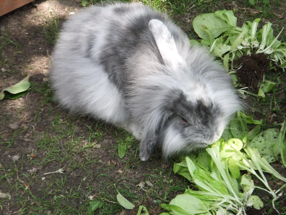 Kanin Stefan <3 billede 13