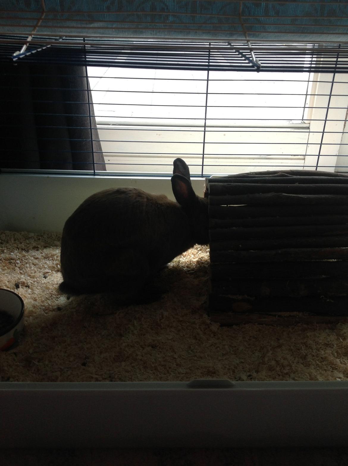 Kanin Ninus billede 1