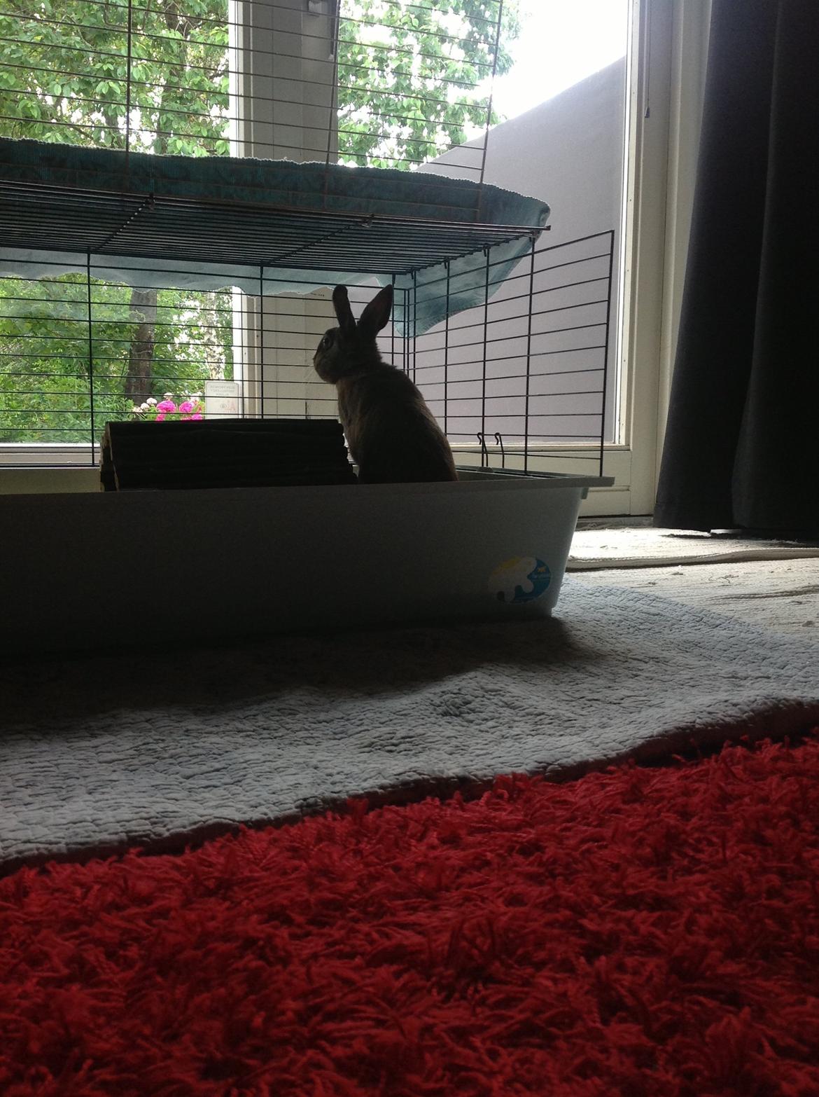 Kanin Ninus billede 2