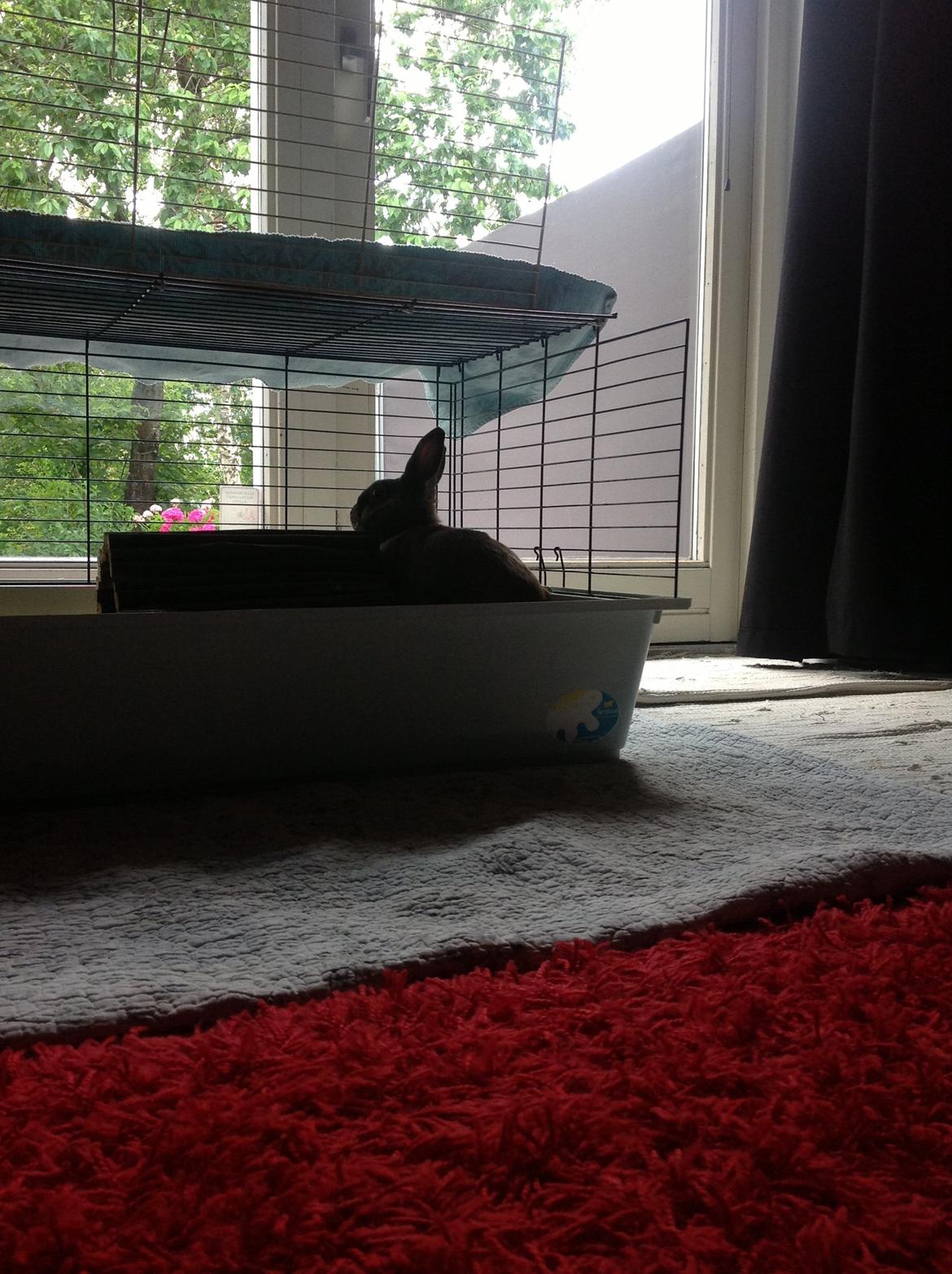 Kanin Ninus billede 3