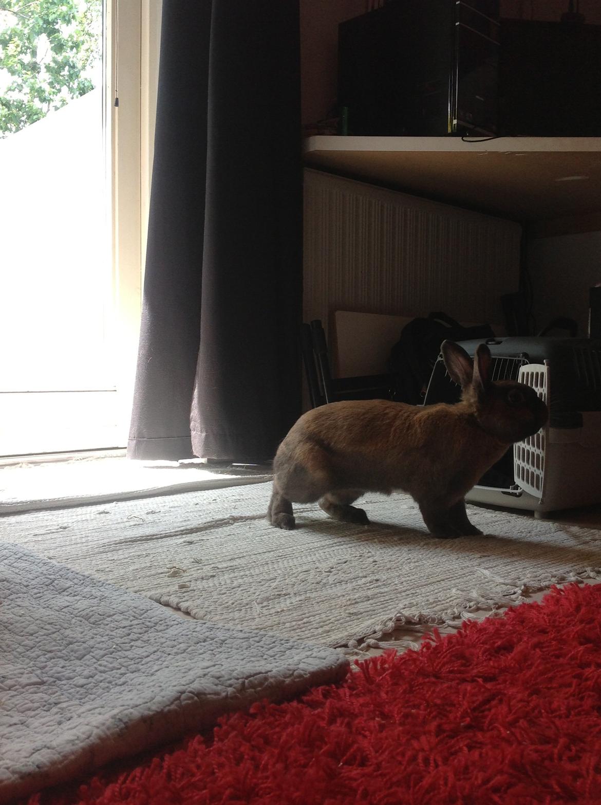 Kanin Ninus billede 4