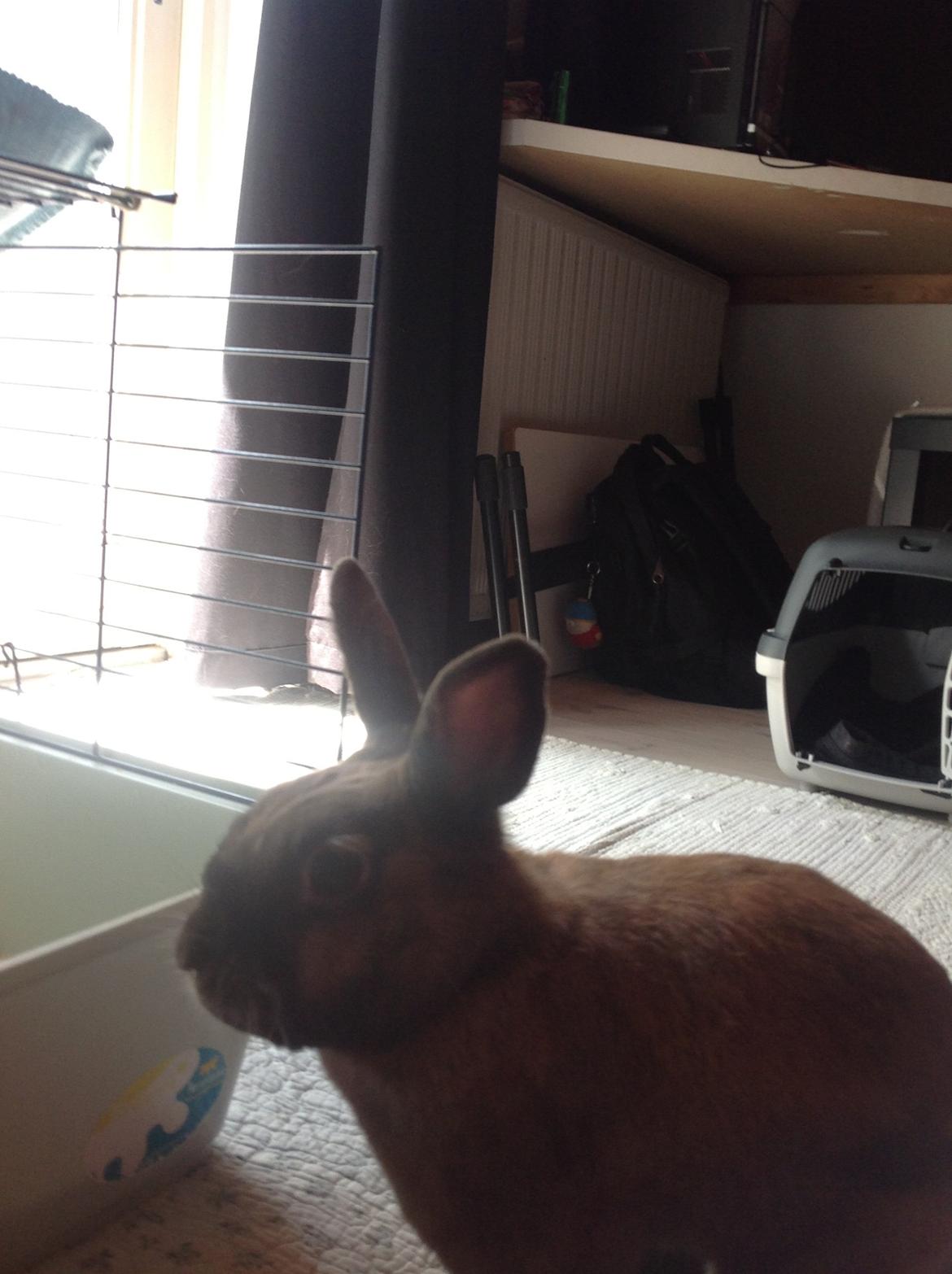 Kanin Ninus billede 5