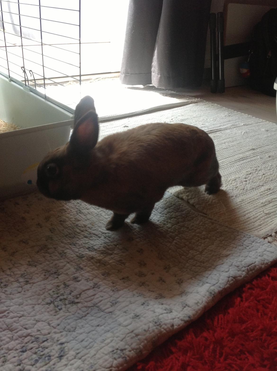 Kanin Ninus billede 6