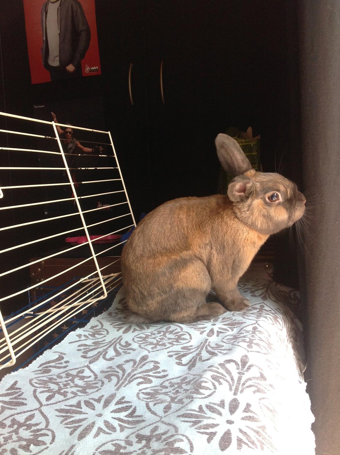 Kanin Ninus billede 7