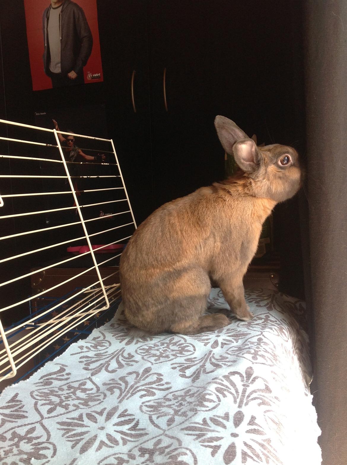 Kanin Ninus billede 8