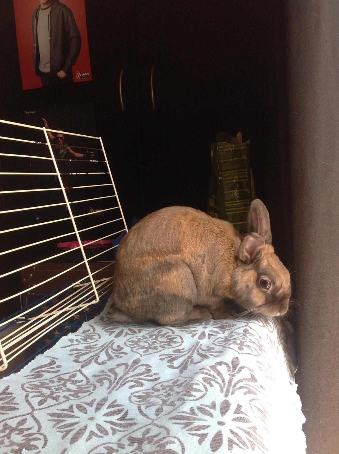 Kanin Ninus billede 9