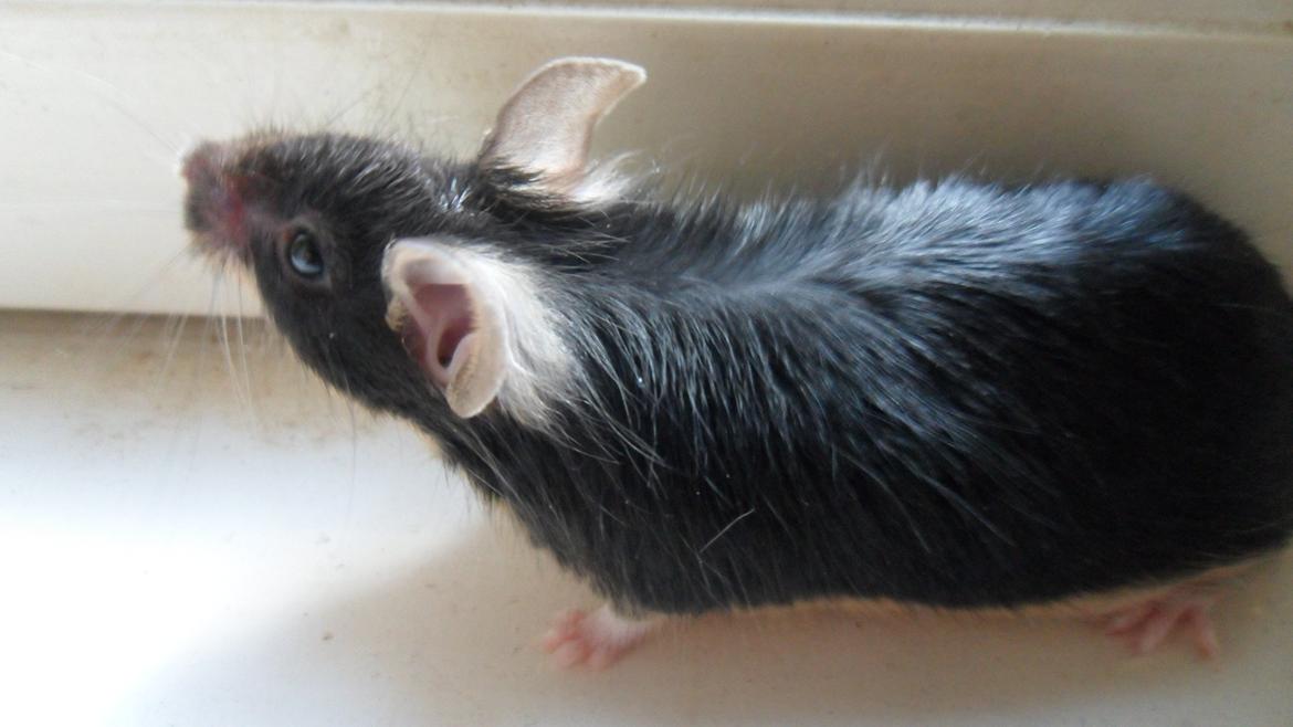 Mus Japaner billede 1