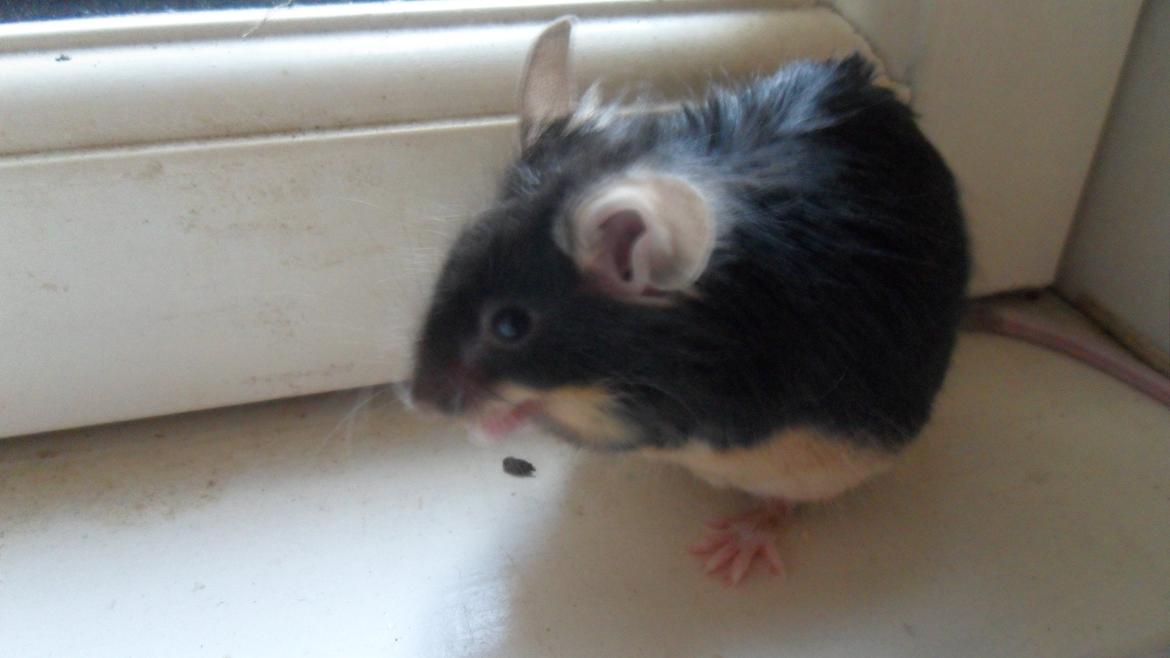 Mus Japaner billede 2