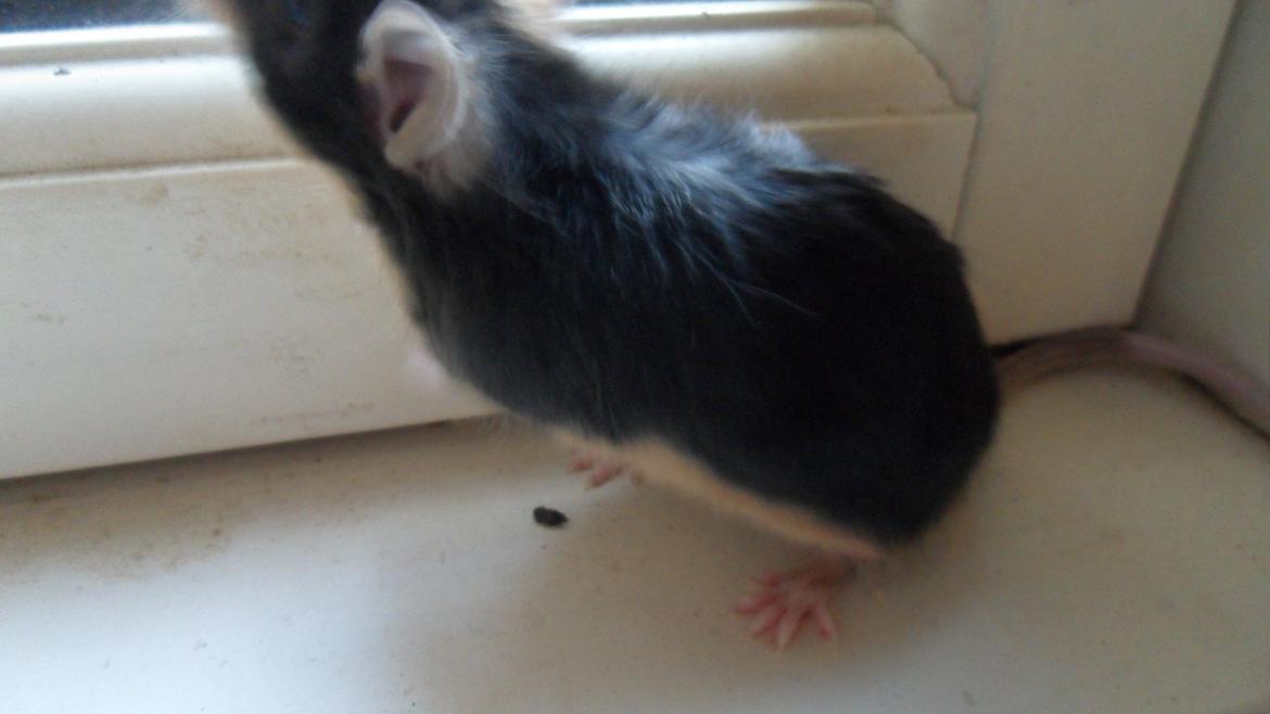 Mus Japaner billede 3