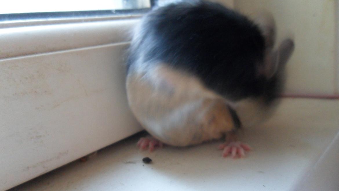 Mus Japaner billede 4