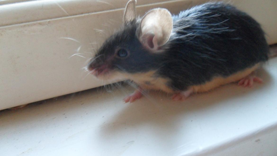 Mus Japaner billede 5