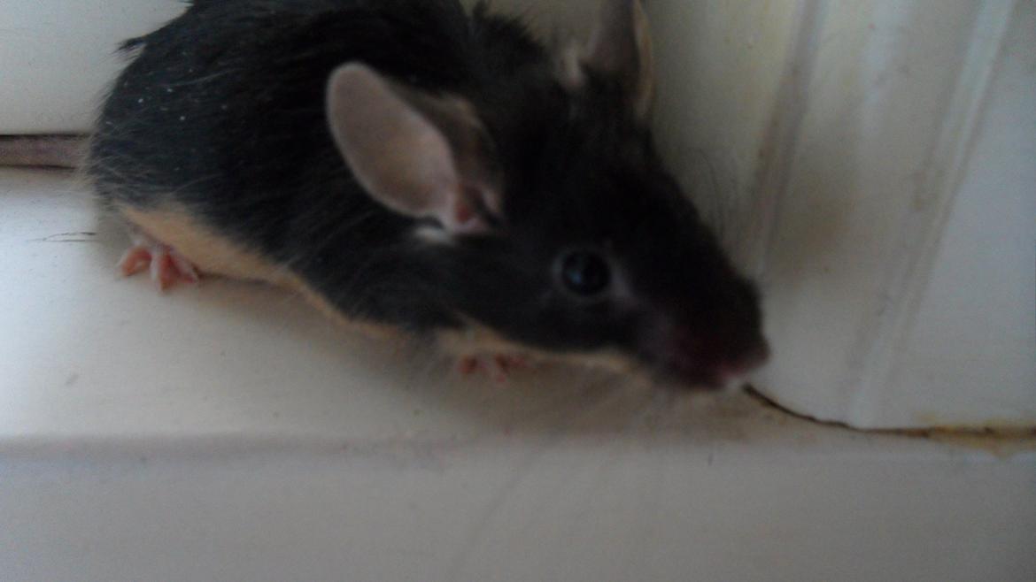 Mus Japaner billede 6