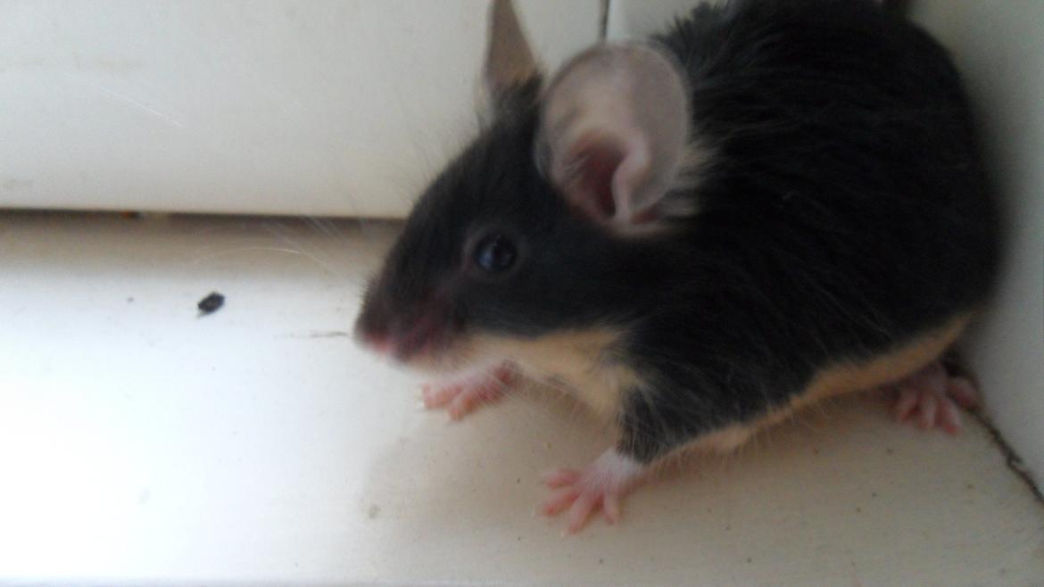 Mus Japaner billede 7