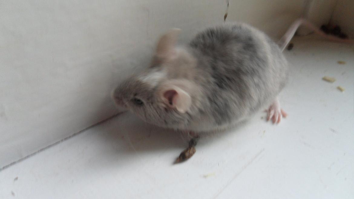 Mus Chieko billede 2