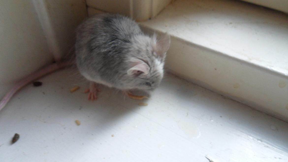 Mus Chieko billede 3