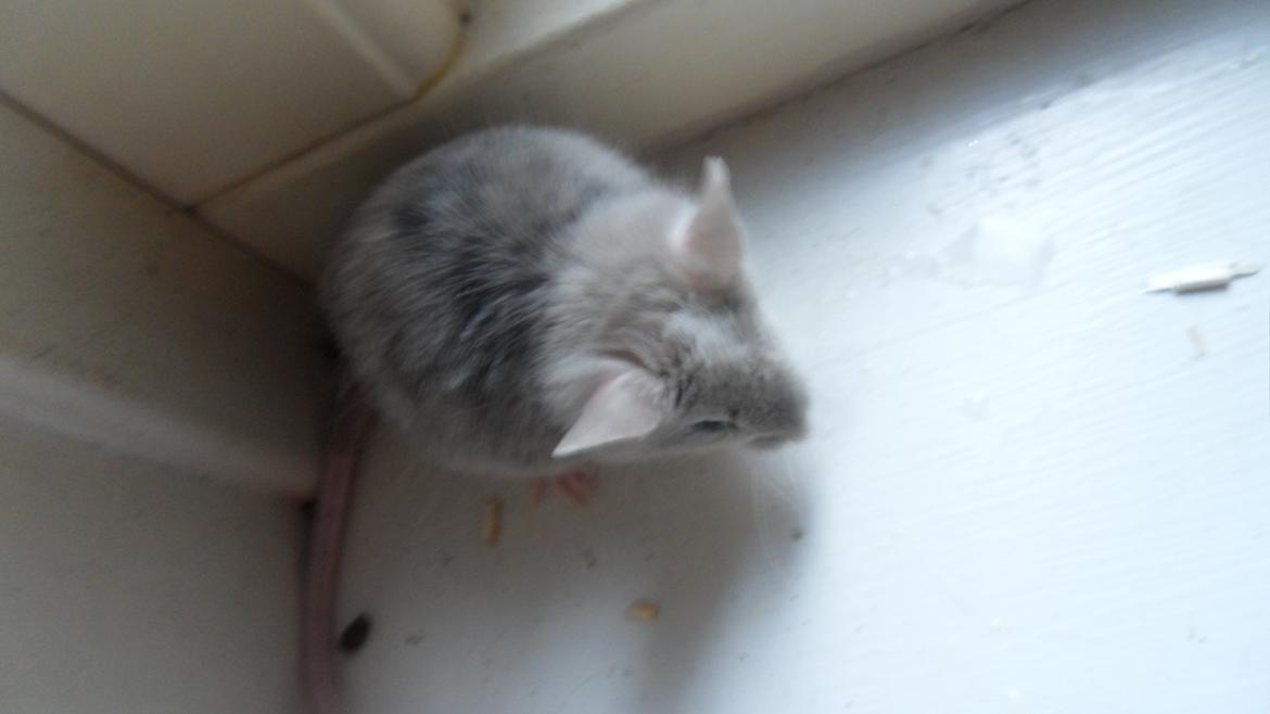 Mus Chieko billede 4