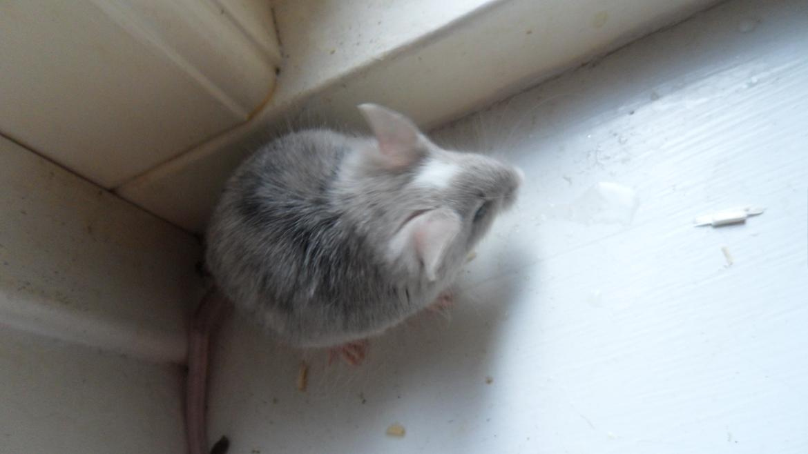 Mus Chieko billede 5