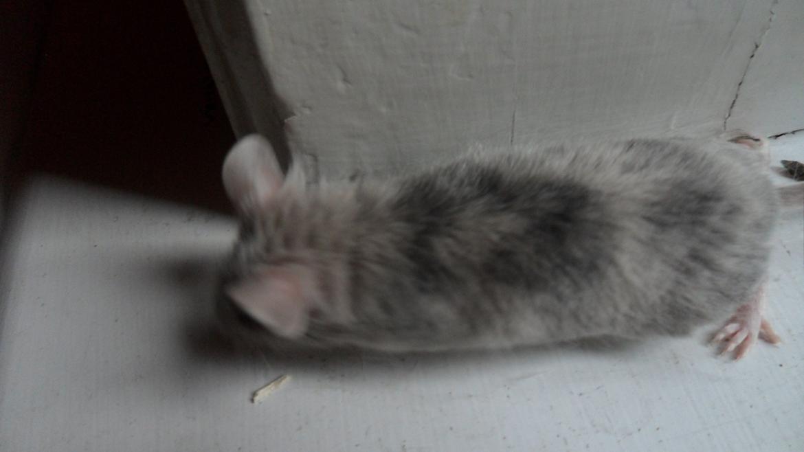 Mus Chieko billede 6