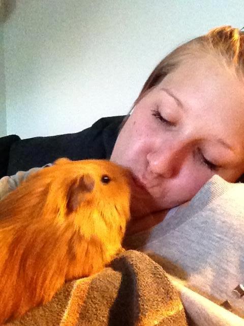 Marsvin Jerry - kyys <3 billede 20