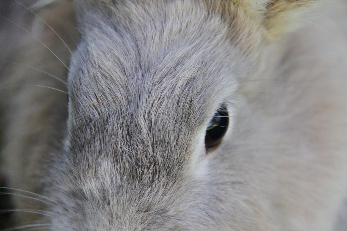 Kanin Nuggi R.I.P D': - ♥ billede 14