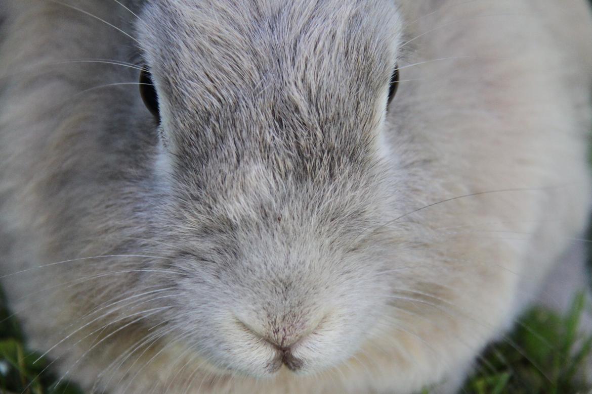 Kanin Nuggi R.I.P D': billede 4