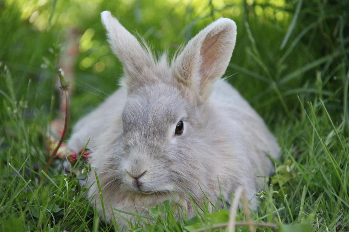 Kanin Nuggi R.I.P D': billede 15