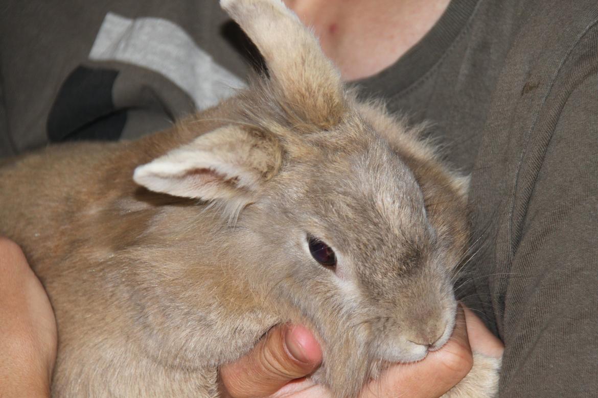 Kanin Nuggi R.I.P D': - Orgh.. ♥ billede 16