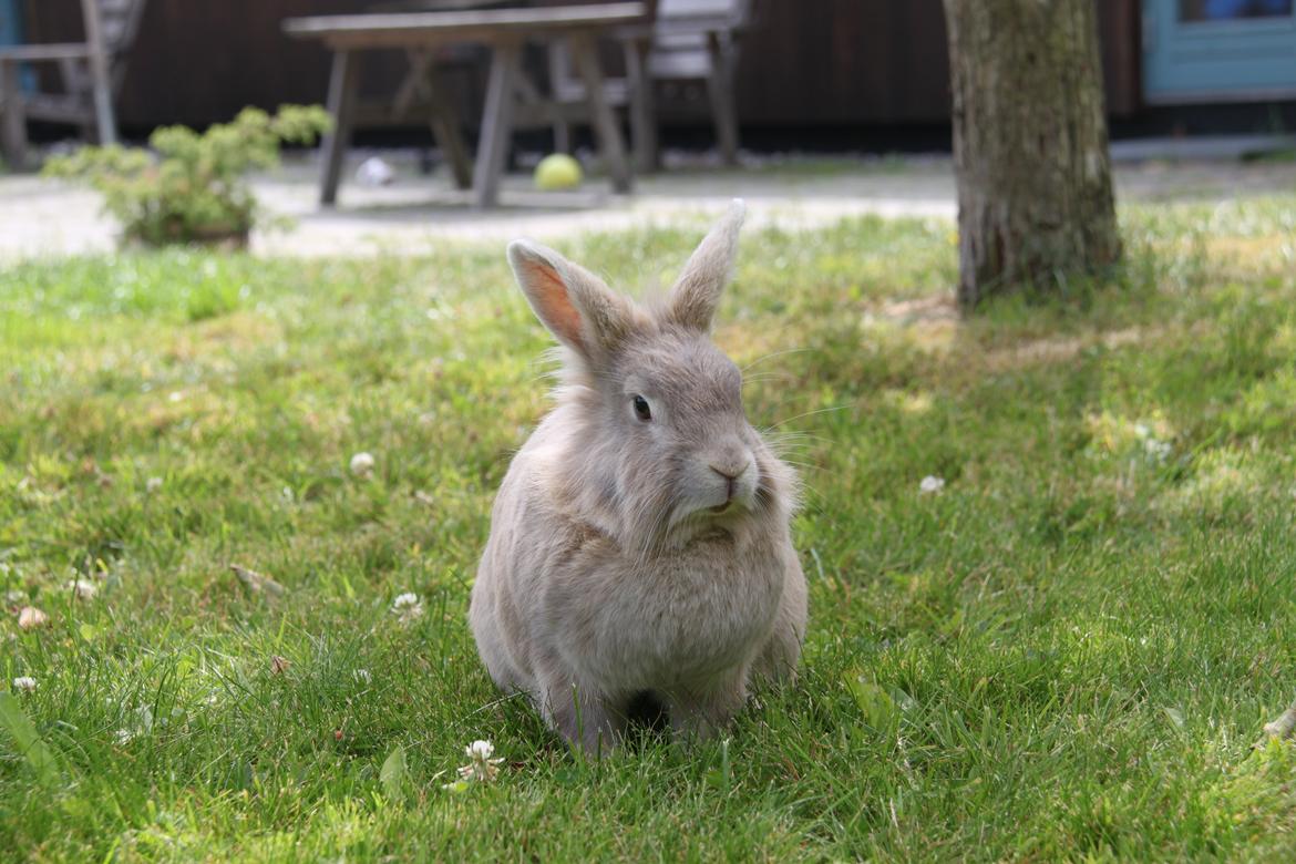 Kanin Nuggi R.I.P D': billede 13