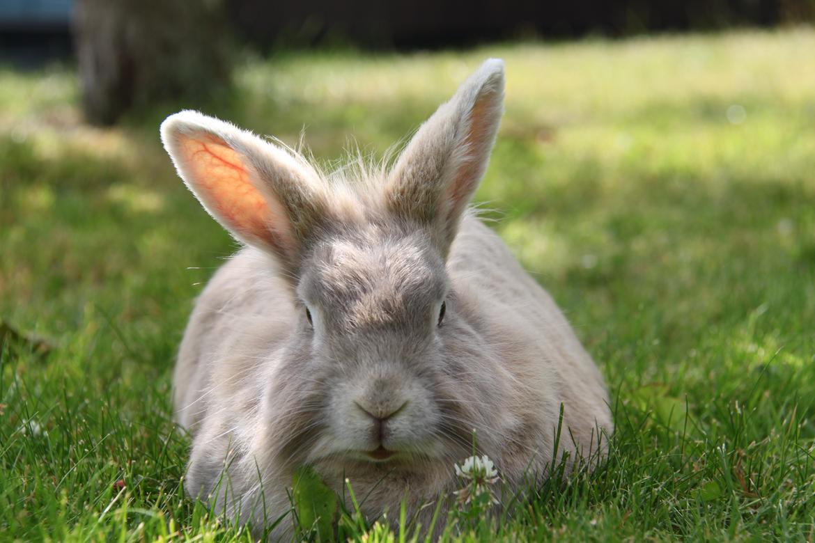 Kanin Nuggi R.I.P D': billede 6