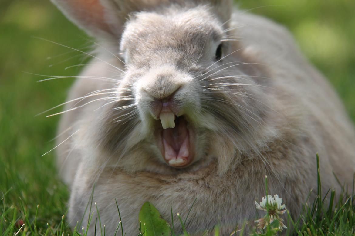 Kanin Nuggi R.I.P D': - Gaaaaaaaab!♥ billede 2