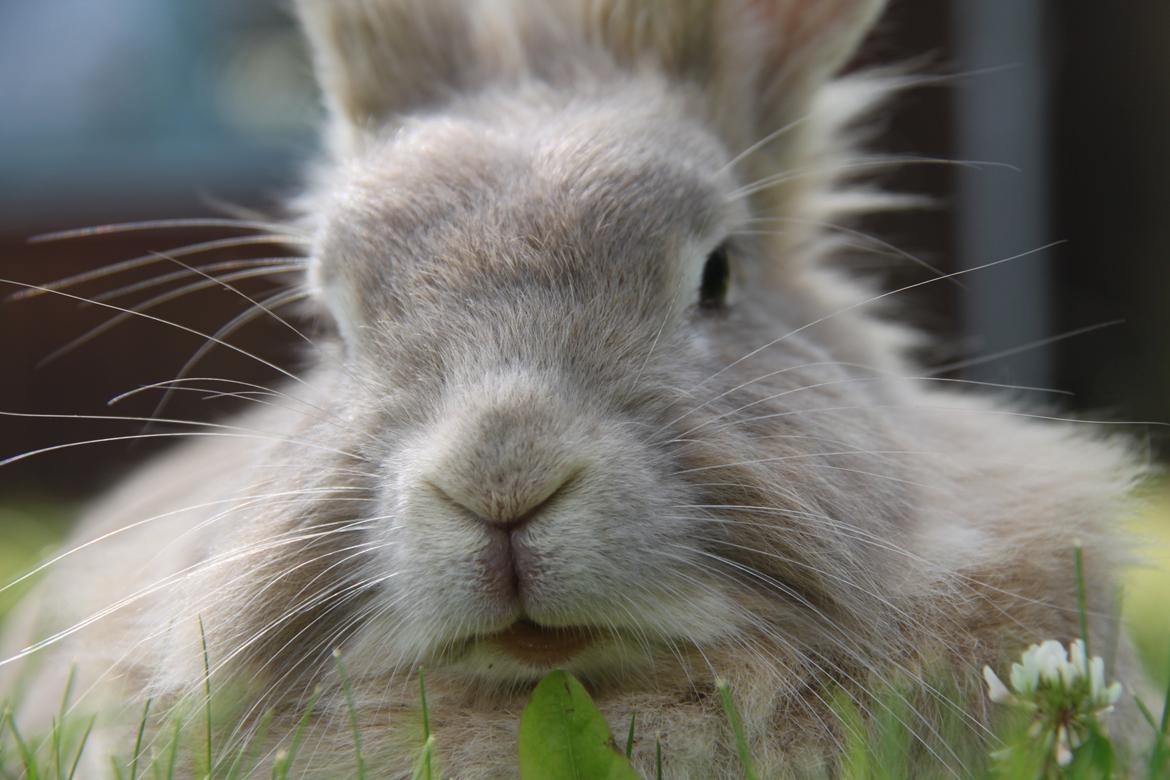 Kanin Nuggi R.I.P D': billede 8