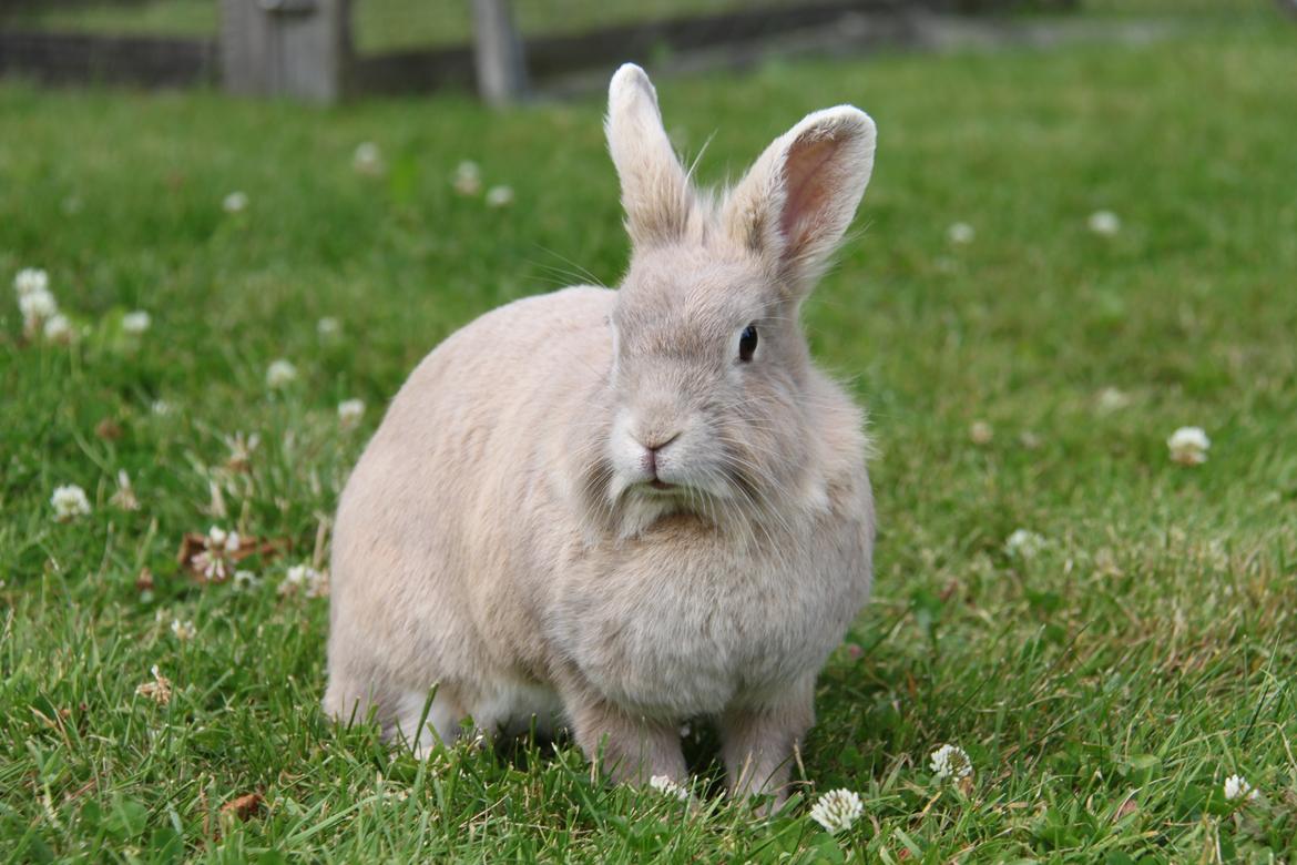 Kanin Nuggi R.I.P D': billede 17