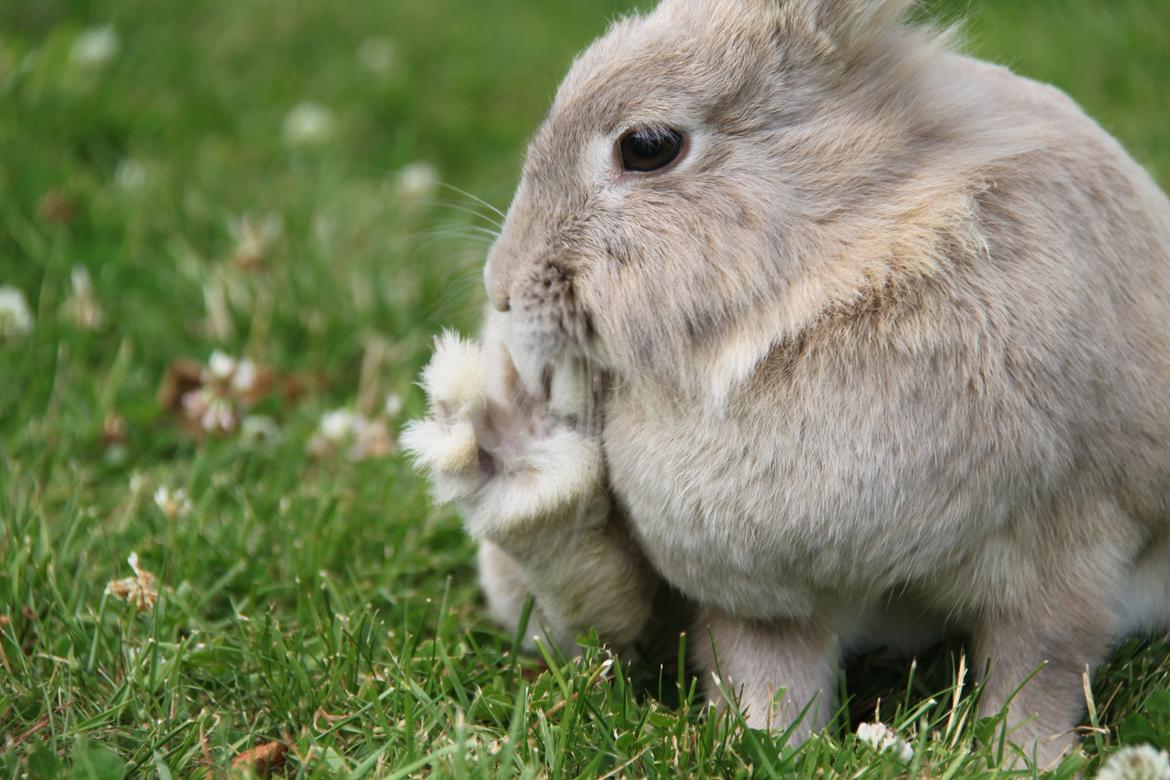 Kanin Nuggi R.I.P D': billede 18