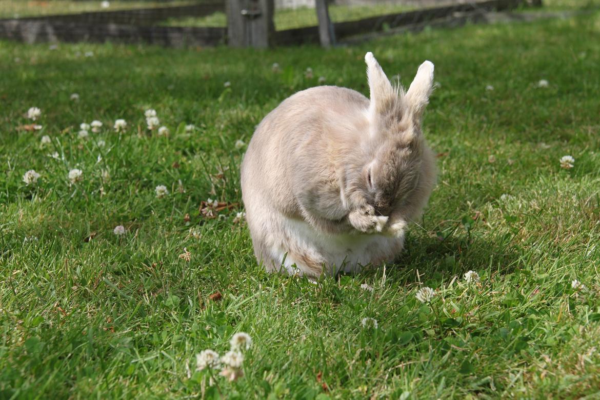 Kanin Nuggi R.I.P D': billede 19