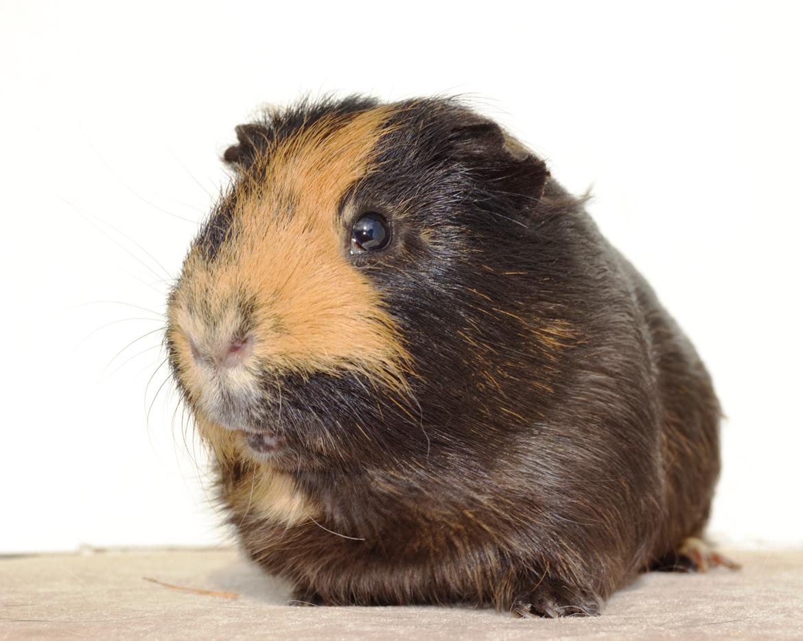 Marsvin Gucci / Alm. glathår billede 1