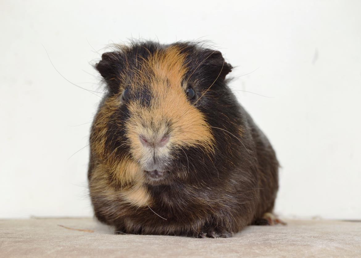 Marsvin Gucci / Alm. glathår billede 2