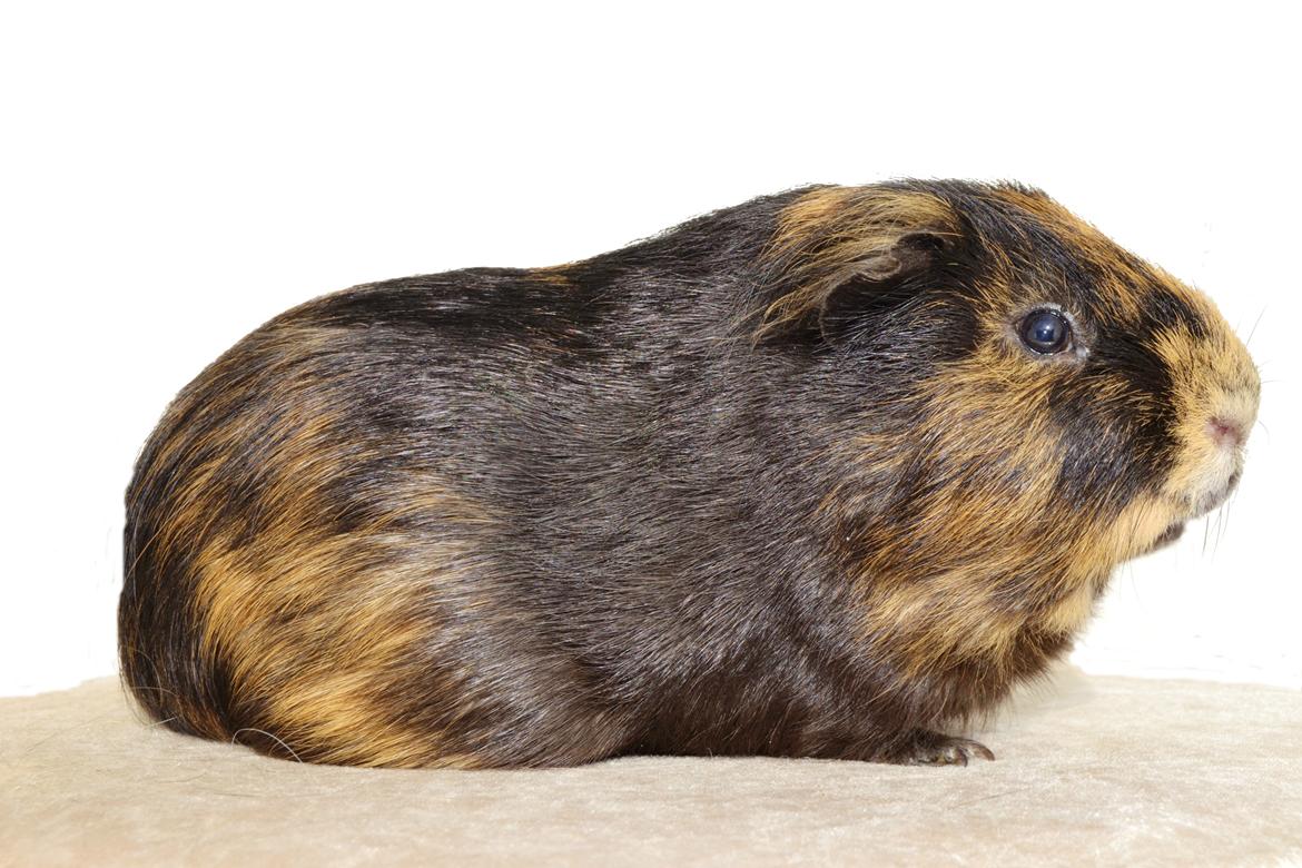 Marsvin Gucci / Alm. glathår billede 3