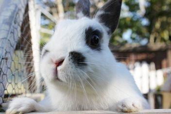 Kanin Dobby - Fra tidligere ejer  billede 1