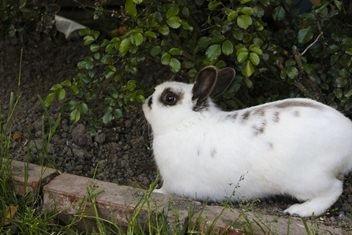 Kanin Dobby - Fra tidligere ejer billede 2