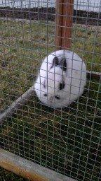 Kanin Dobby billede 3