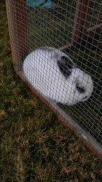 Kanin Dobby billede 4