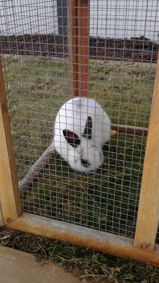 Kanin Dobby billede 5