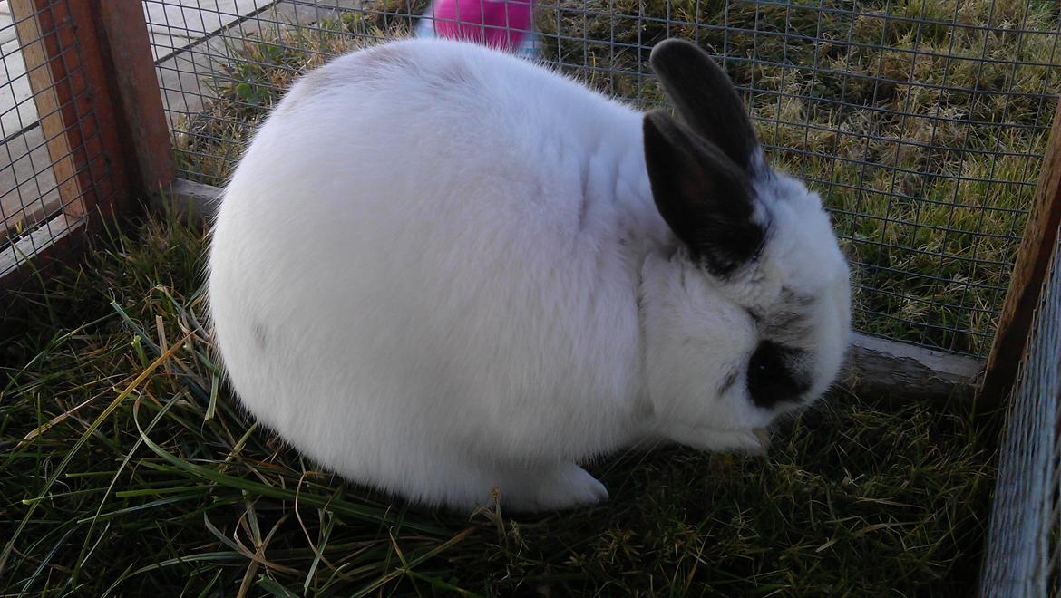 Kanin Dobby billede 6