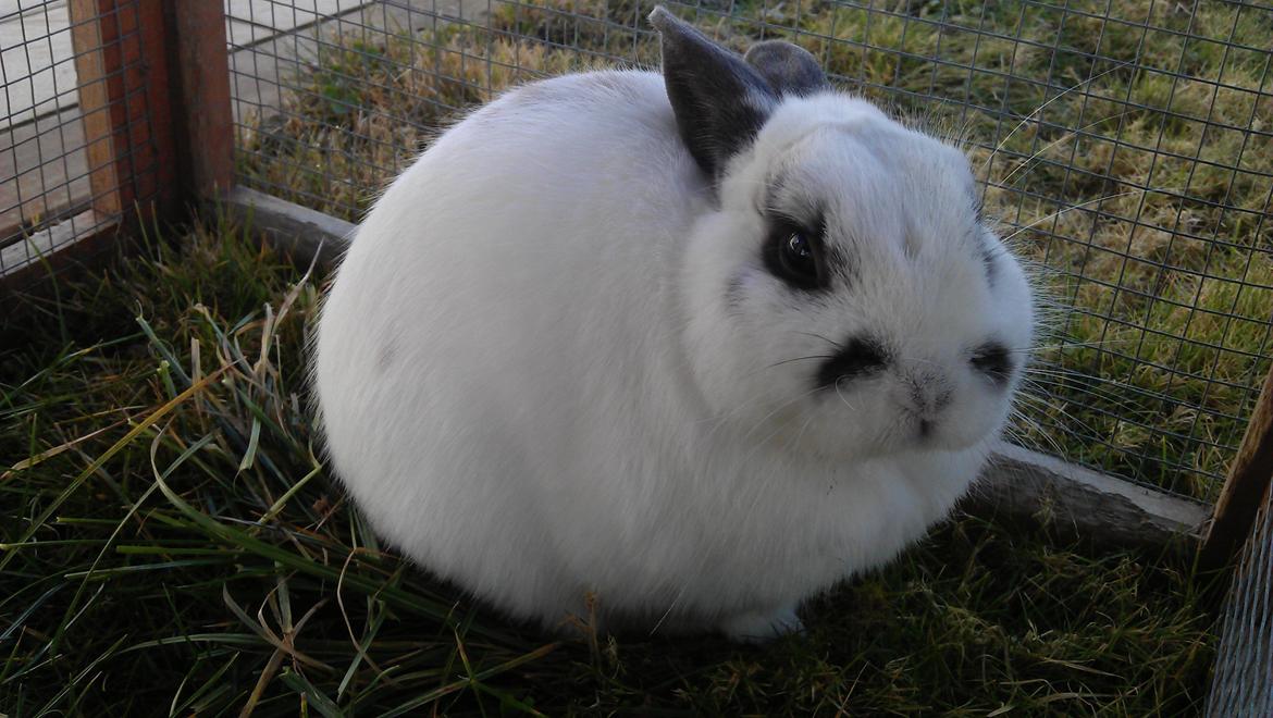 Kanin Dobby billede 7