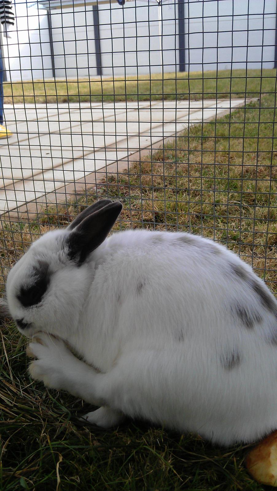 Kanin Dobby billede 8