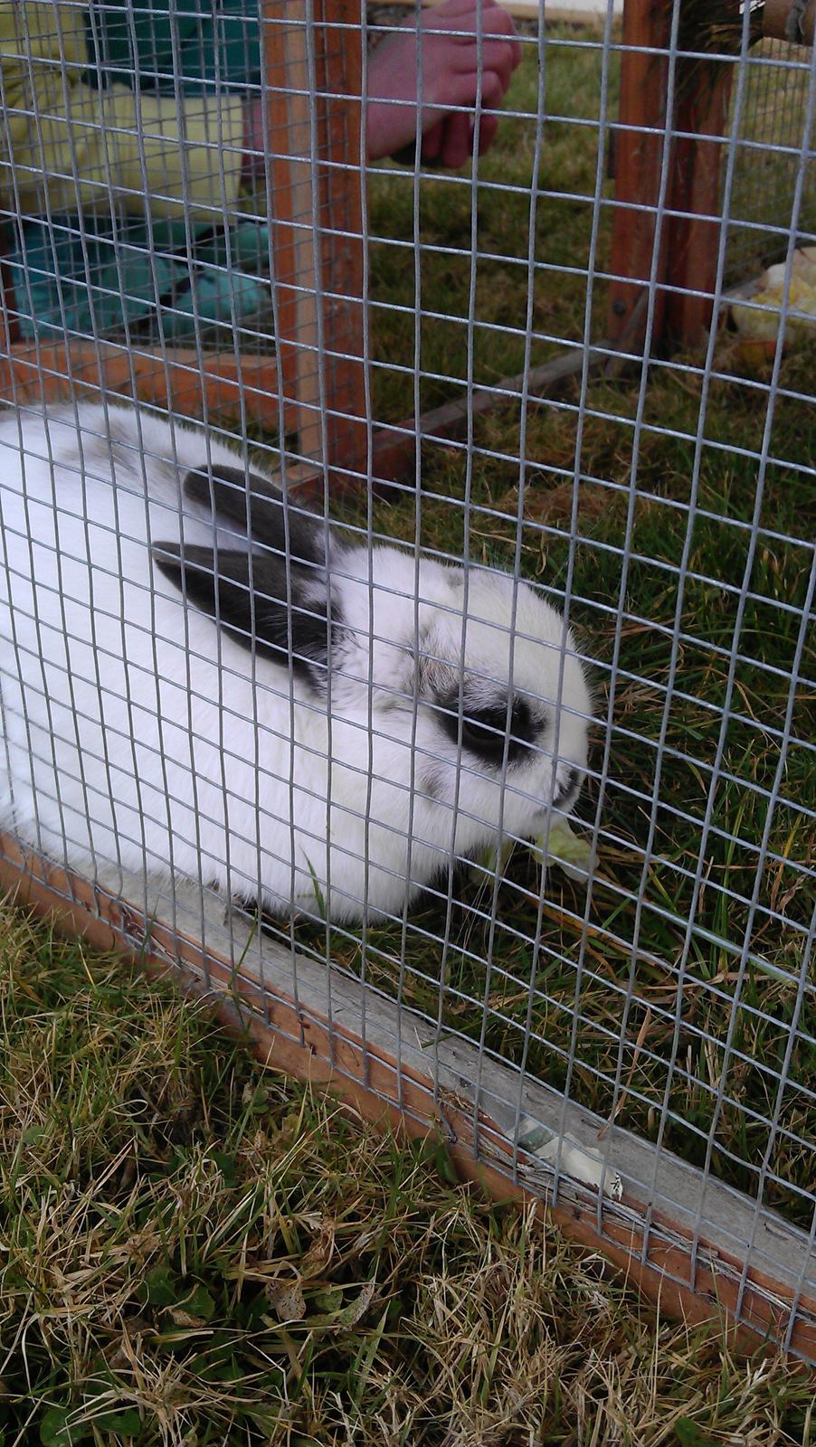 Kanin Dobby billede 9