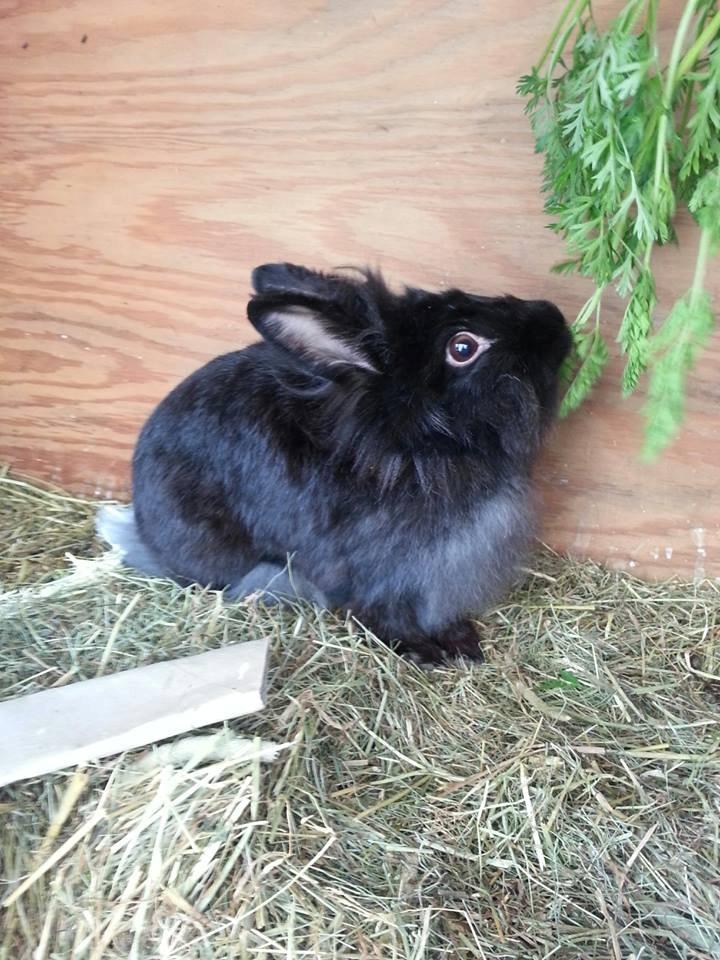 Kanin Angelina<3 *Savnet!<3* billede 2