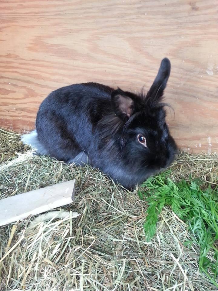 Kanin Angelina<3 *Savnet!<3* billede 4