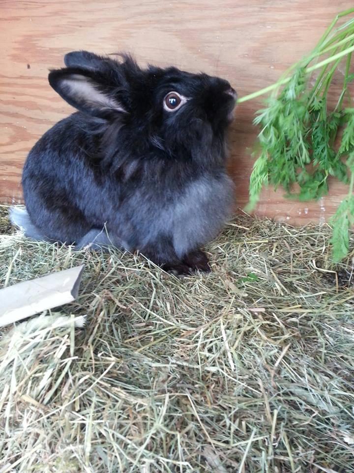 Kanin Angelina<3 *Savnet!<3* billede 3